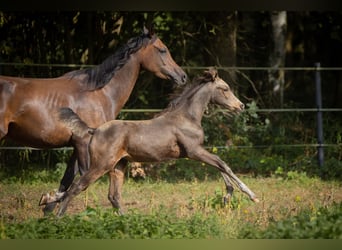 Arabian Partbred, Mare, Foal (06/2023), 15 hh, Buckskin