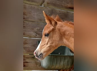 Arabian Partbred, Mare, Foal (05/2026), 15 hh, Chestnut-Red