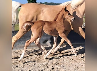 Arabian Partbred, Mare, Foal (05/2026), 15 hh, Chestnut-Red