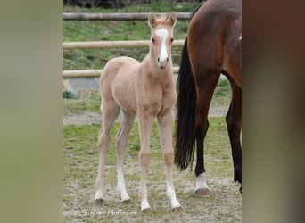 Arabisches Partbred, Stute, Fohlen (02/2024), 15 hh, Palomino