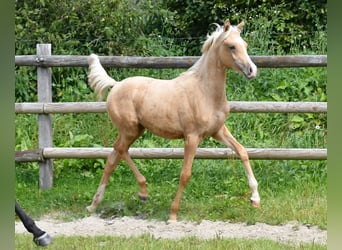 Arabisches Partbred, Stute, Fohlen (02/2024), 15 hh, Palomino