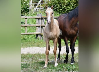 Arabisches Partbred, Stute, Fohlen (02/2024), 15 hh, Palomino