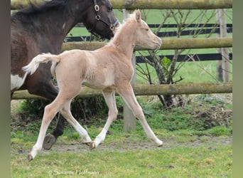 Arabisches Partbred, Stute, Fohlen (02/2024), 15 hh, Palomino