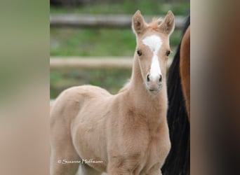 Arabisches Partbred, Stute, Fohlen (02/2024), 15 hh, Palomino