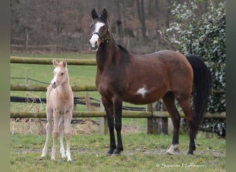 Arabian Partbred, Mare, Foal (02/2024), 15 hh, Palomino