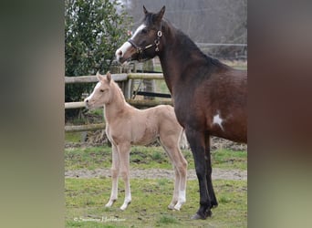 Arabian Partbred, Mare, Foal (02/2024), 15 hh, Palomino