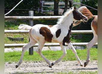 Arabian Partbred, Mare, Foal (02/2025), 15 hh, Tobiano-all-colors