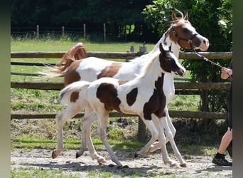 Arabian Partbred, Mare, Foal (02/2025), 15 hh, Tobiano-all-colors