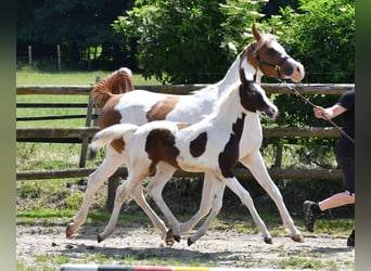 Arabian Partbred, Mare, Foal (02/2025), 15 hh, Tobiano-all-colors