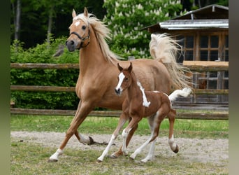 Arabian Partbred, Mare, Foal (04/2026), 15 hh, Tobiano-all-colors
