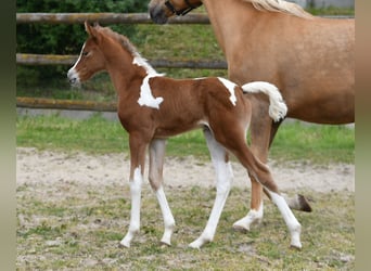 Arabian Partbred, Mare, Foal (04/2026), 15 hh, Tobiano-all-colors