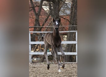 Arabian Partbred, Mare, Foal (03/2026), 15,1 hh, Black