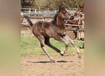 Arabian Partbred, Mare, Foal (03/2026), 15,1 hh, Black