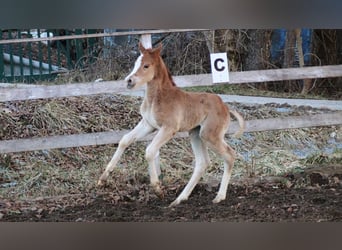 Arabian Partbred, Mare, Foal (02/2026), 15,1 hh, Chestnut-Red