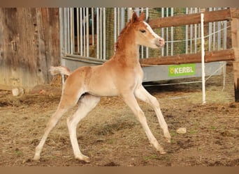 Arabian Partbred, Mare, Foal (02/2026), 15,1 hh, Chestnut-Red
