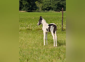 Arabian Partbred, Mare, Foal (05/2025), 15,1 hh, Pinto