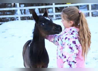 Arabian Partbred, Mare, Foal (01/2026), 15,1 hh, Pinto