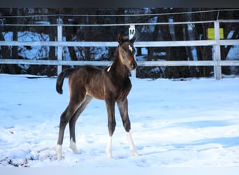 Arabian Partbred, Mare, Foal (01/2026), 15,1 hh, Pinto