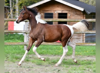 Arabian Partbred, Mare, Foal (03/2025), 15,1 hh, Tobiano-all-colors