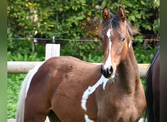 Arabian Partbred, Mare, Foal (03/2025), 15,1 hh, Tobiano-all-colors