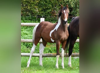 Arabian Partbred, Mare, Foal (03/2025), 15,1 hh, Tobiano-all-colors