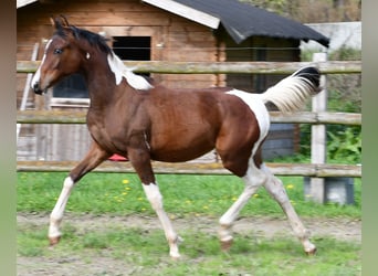 Arabian Partbred, Mare, Foal (03/2025), 15,1 hh, Tobiano-all-colors