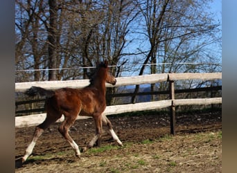 Arabian Partbred, Mare, Foal (02/2026), 15,2 hh, Brown