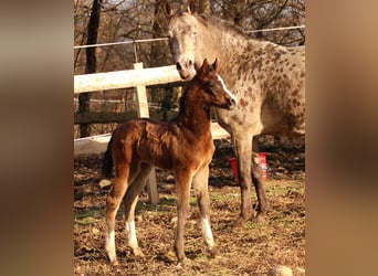 Arabian Partbred, Mare, Foal (02/2026), 15,2 hh, Brown
