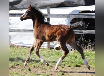 Arabian Partbred, Mare, Foal (02/2026), 15,2 hh, Brown