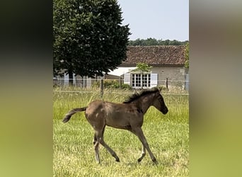 Arabian Partbred, Mare, , Gray-Dark-Tan