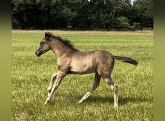 Arabian Partbred, Mare, , Gray-Dark-Tan