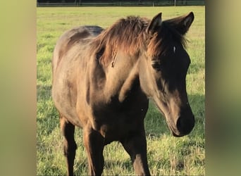 Arabian Partbred, Mare, Foal (03/2025), Grey-Dark-Tan