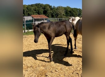 Arabian Partbred, Mare, Foal (03/2025), Grey-Dark-Tan