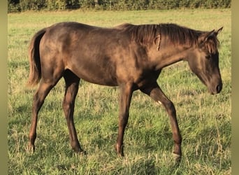 Arabian Partbred, Mare, Foal (03/2025), Grey-Dark-Tan