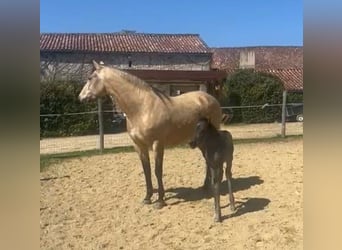 Arabian Partbred, Mare, Foal (03/2025), Grey-Dark-Tan