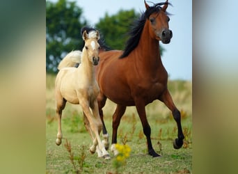 Arabian Partbred, Mare, Foal (05/2026), Palomino