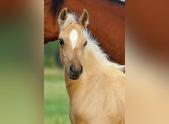 Arabian Partbred, Mare, Foal (01/2026), Palomino
