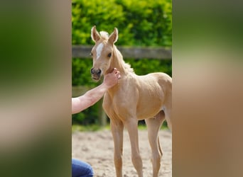 Arabian Partbred, Mare, Foal (01/2026), Palomino
