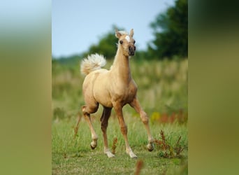 Arabian Partbred, Mare, Foal (01/2026), Palomino