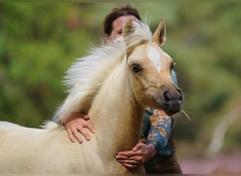Arabian Partbred, Mare, Foal (05/2026), Palomino