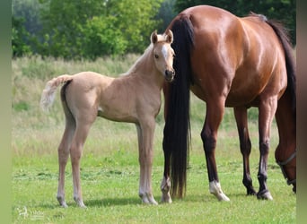 Arabian Partbred, Mare, Foal (01/2026), Palomino