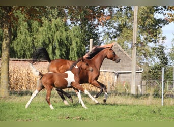 Arabian Partbred Mix, Mare, Foal (05/2025), Pinto
