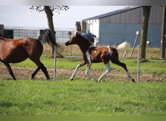 Arabian Partbred Mix, Mare, Foal (05/2025), Pinto