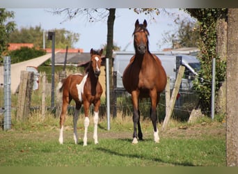 Arabian Partbred Mix, Mare, Foal (05/2025), Pinto