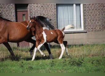 Arabian Partbred Mix, Mare, Foal (05/2025), Pinto