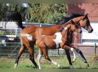 Arabian Partbred Mix, Mare, Foal (05/2025), Pinto