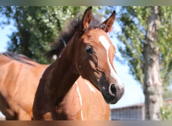 Arabian Partbred Mix, Mare, Foal (05/2025), Pinto