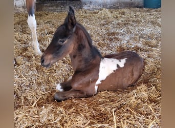 Arabian Partbred, Mare, Foal (05/2026), Pinto