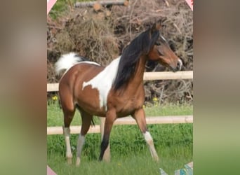 Arabian Partbred, Mare, Foal (05/2026), Pinto