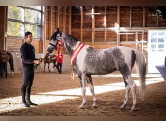 Arabian Partbred, Stallion, 10 years, 15,1 hh, Grey